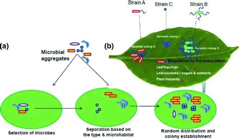 Phyllosphere Microorganisms Examples Factors Effects Biology