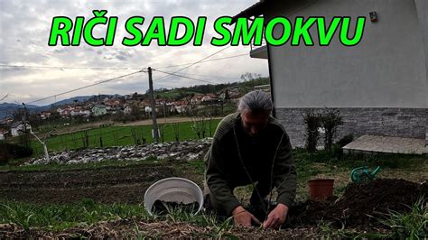 Kako Posaditi Smokvu Youtube