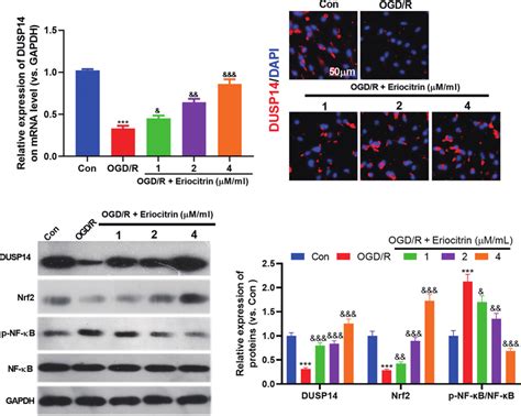 Eriocitrin Modulated The Nrf And Nf B Pathway And Upregulated Dusp