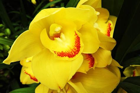 Orquídea Cymbidium Megaguía de información y cuidados necesarios