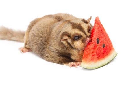 Fat Sugar-glider Eatting Melon Stock Photo - Image of isolate, possum: 27604900