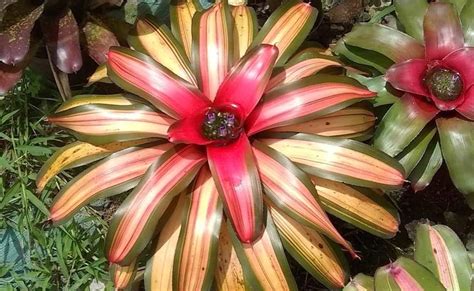 Bromélia tipos e dicas para cultivar essa linda planta em casa