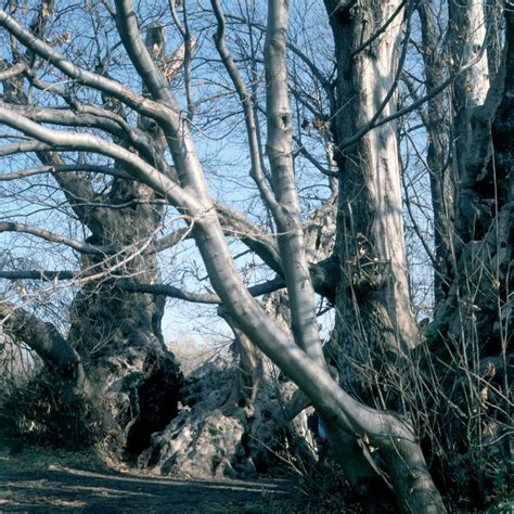 Gli Alberi Monumentali Ditalia Igm E Commerce Site