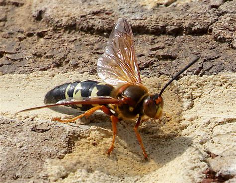 Hornet Sphecius Speciosus Bugguide