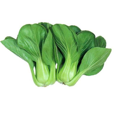 Jual Benih Sawi Sendok Pak Choi Bibit Sayuran Hidroponik Pak Choy