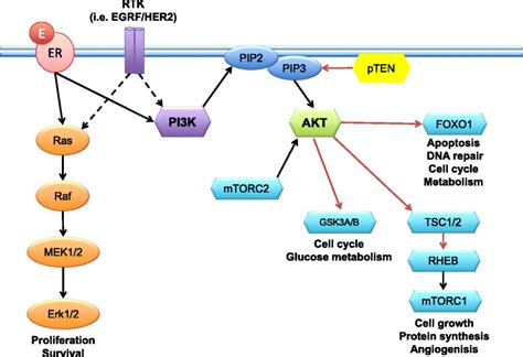 The Pi K Akt Mtor And The Ras Raf Mek Mapk Pathways Phosphoinositide