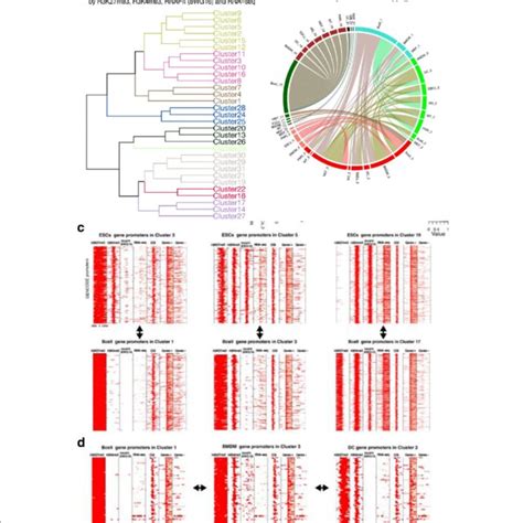 Transcription Factor Binding And Motif Enrichment Across The Clusters