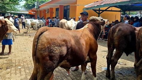 Juta Negoo Sapi Bakalan Superrr Harga Murah Pasar Sapi Tuban