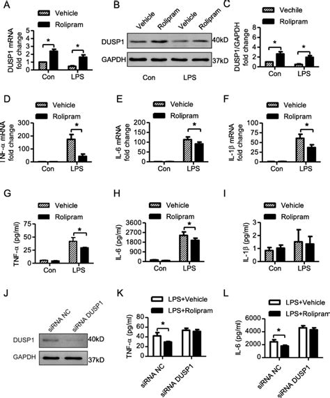 Effects Of Rolipram On The Lps Induced Dusp Expression And