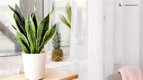 Office Cubicle Plants