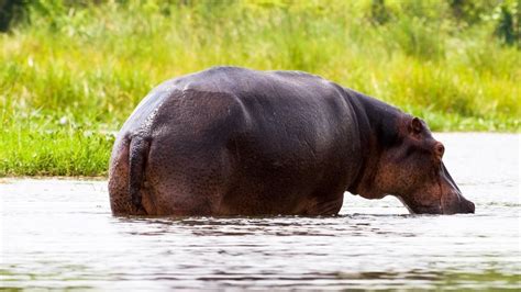 Lake Mburo National Park Naked Wilderness Afrika