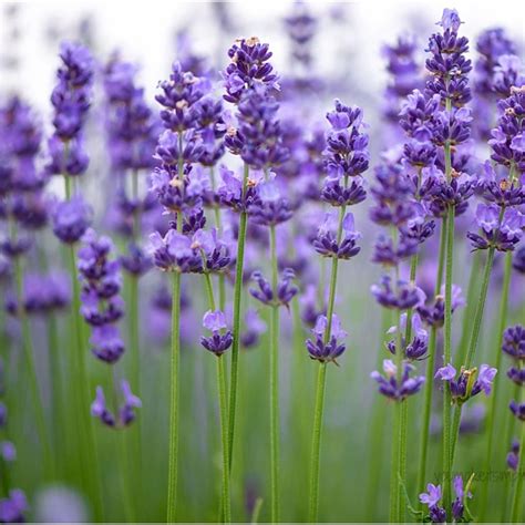 Lavender Rosemary And Thyme A Must For Every Garden You Make It Simple