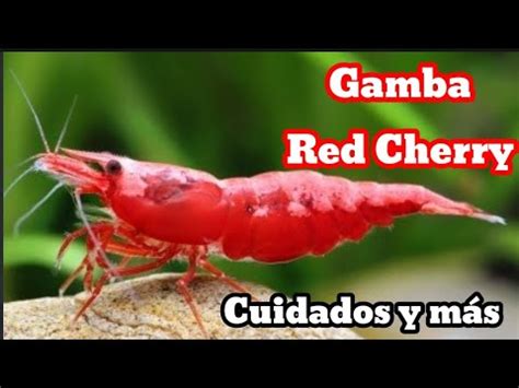 Gamba Red Cherry Ficha T Cnica Y Consejos De Cuidado Youtube