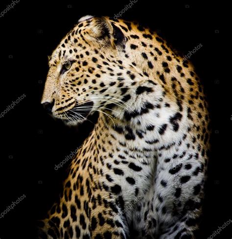 Seite Des Leoparden Stockfotografie Lizenzfreie Fotos Art9858