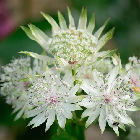 Astrantia Major White Giant Astrance à Grandes Fleurs Blanches