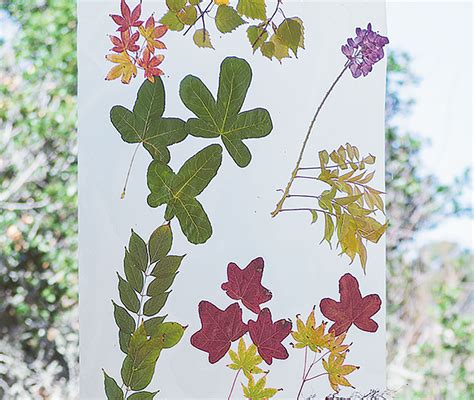 Leaf Window Colorations®