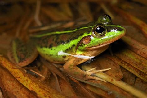 Dahls Aquatic Frog Alephrocco