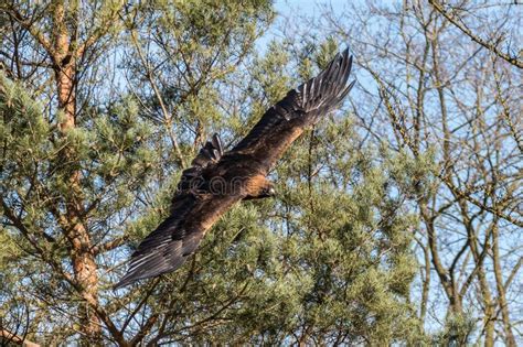 Guila De Oro Chrysaetos De Aquila Que Se Sientan En Una Rama Foto De