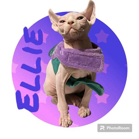 Available Kittens NAKED IN WONDERLAND