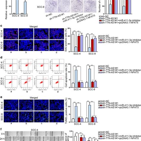 TTN AS1 Promotes OSCC Progression Via MiR 411 3p NFAT5 Axis A The