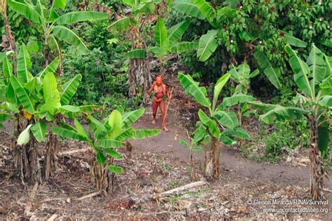 Incredible New Photos Of Uncontacted Tribe In The Amazon