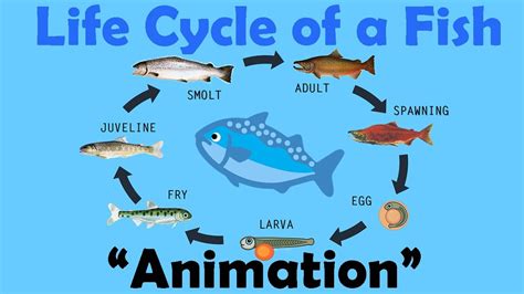 FISH LIFE CYCLE | Animation - YouTube