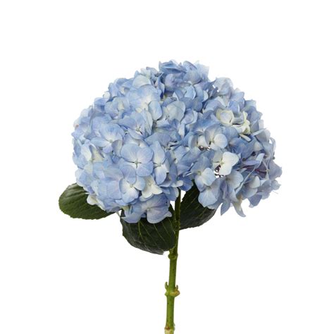 Hydrangea, Blue - Jacksonville Flower Market