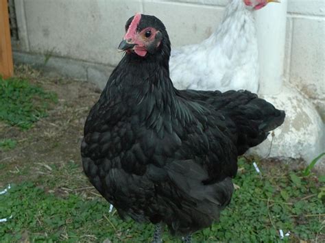 Crowing Australorp Hen or Rooster?? | BackYard Chickens - Learn How to Raise Chickens