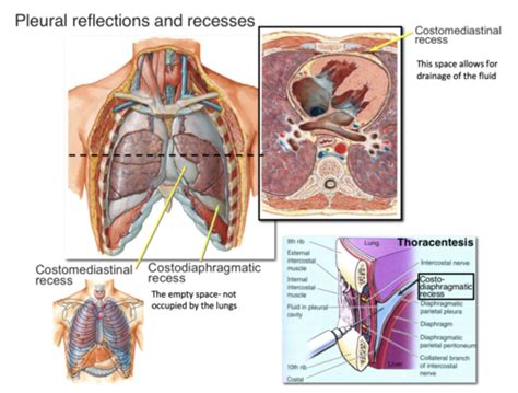 anatomy exam 2 Flashcards | Quizlet