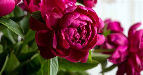 From Planting To Blooming A Guide To Peony Growth Stages