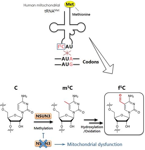 Methionine Codon