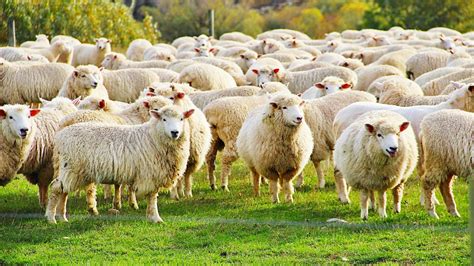 5 Common Health Issues In Sheep And Prevention Sheep And Goat