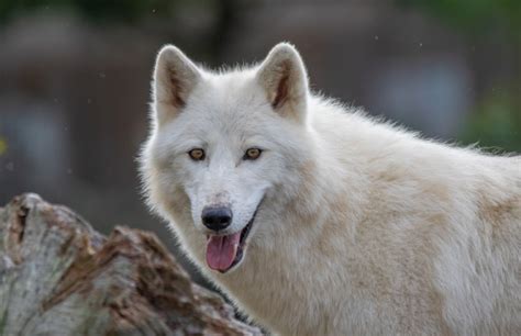 Loup arctique - ZOO de Mervent