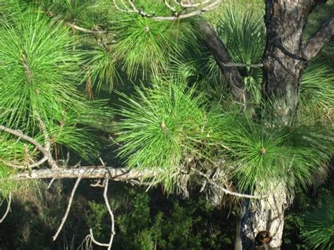 8 Common Types Of Pine Trees In Florida Including Native