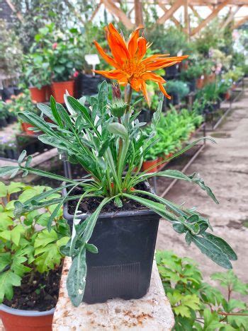 Gazania Mac Vivero Multiplant