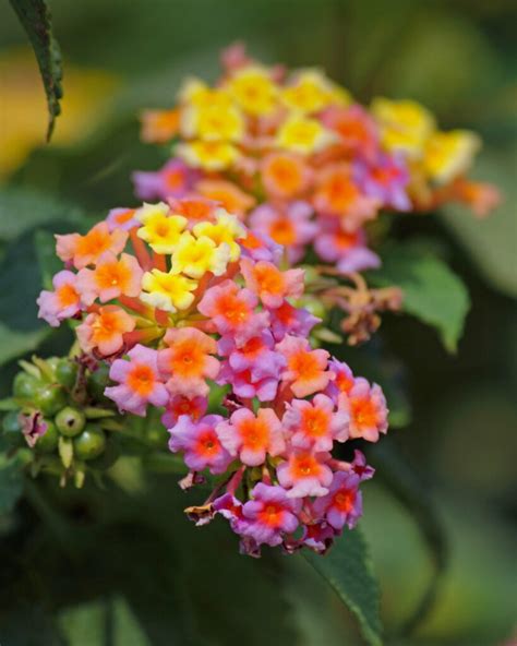 20 Drought Tolerant Plants That Can Handle Very Dry Weather - LeafyJournal