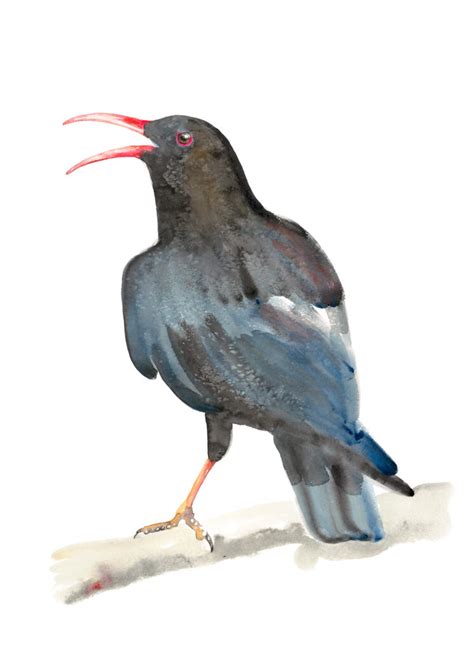 Red Billed Chough As Featured On Painting Birds Jim Moir Art