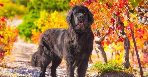 Newfoundland A Z Animals