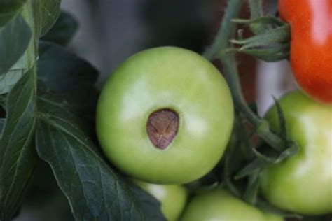 Tomatenkrankheiten Erkennen Und Beseitigen Anleitung Mit Bildern