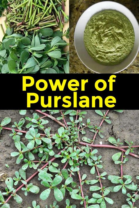 Purslane The Underestimated Superfood With Maximum Health Benefits In