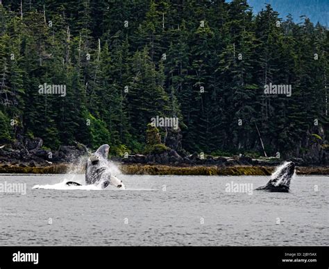 Breaching Whales After Feeding Humpback Whales Megaptera Novaeangliae