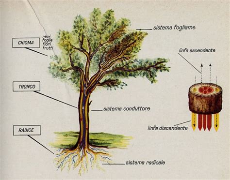 schema di come è strutturato l albero Coltivare gli ulivi in maniera