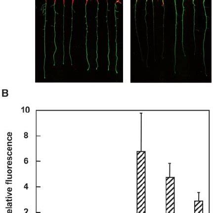 Sultr Gfp Fusion Protein Accumulates By Sulfur Limitation