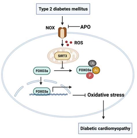 Nadph Oxidase Mediates Oxidative Stress And Ventricular Remodeling