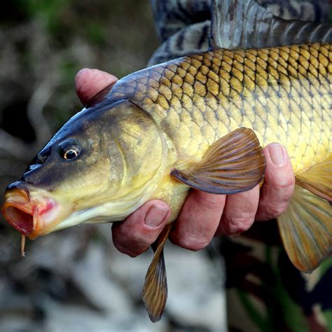 Wild Carp Trust Sets Its Conservation Strategy Wild Carp Trust Wild Carp Trust