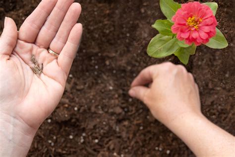 How To Plant Zinnia Seeds