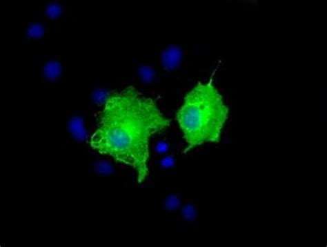 Ak Monoclonal Antibody Oti D Truemab Origene L