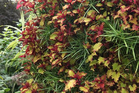 Coleus Henna And Papyrus In Plant Wall Livewall Green Wall System