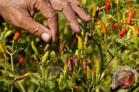 Puluhan Hektare Lahan Cabai Di Gresik Rusak Antara News