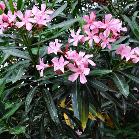 Light Pink Oleander